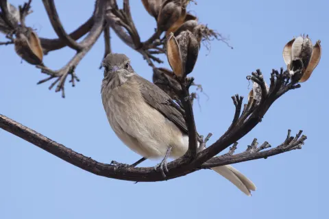 白尾鵙霸鹟
