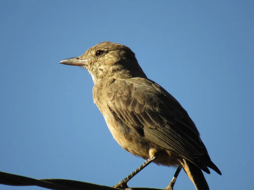 大鵙霸鹟(Agriornis lividus)