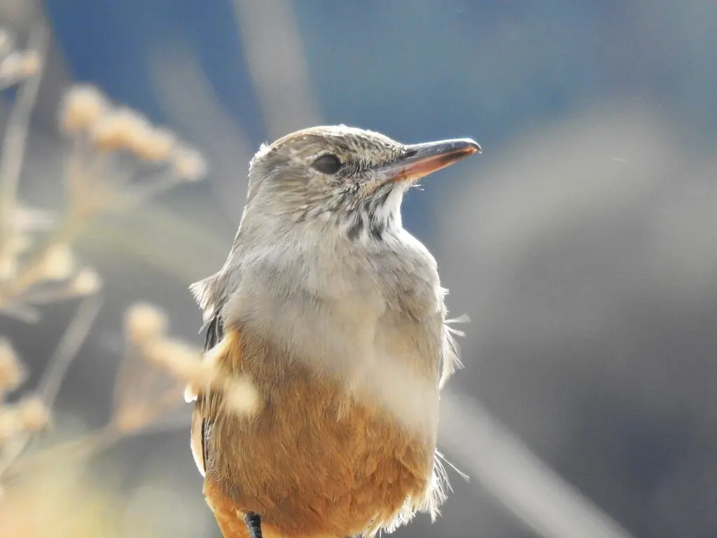大鵙霸鹟(Agriornis lividus)