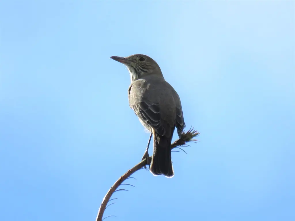 大鵙霸鹟(Agriornis lividus)