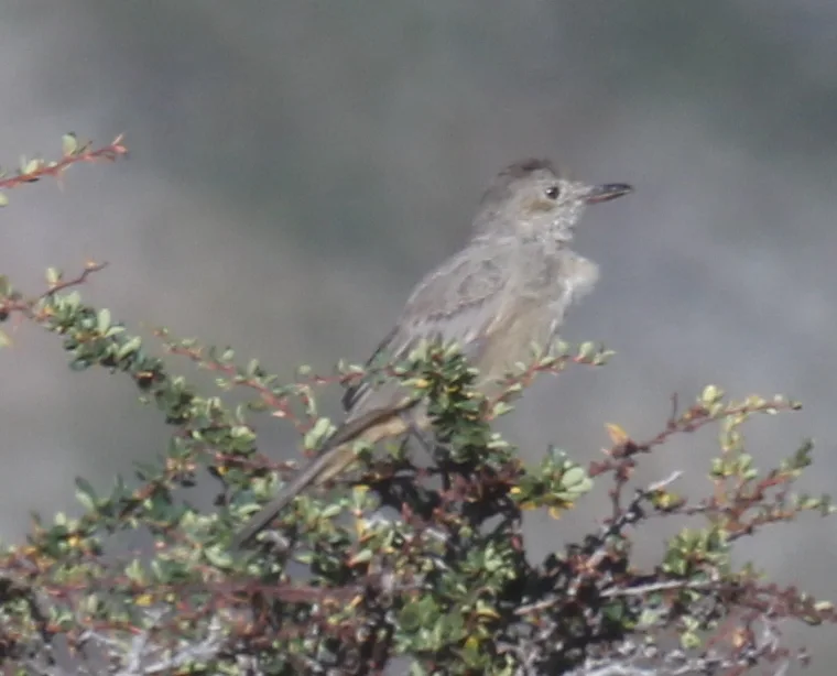 大鵙霸鹟(Agriornis lividus)
