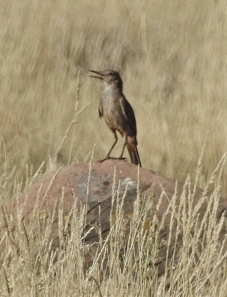 大鵙霸鹟(Agriornis lividus)