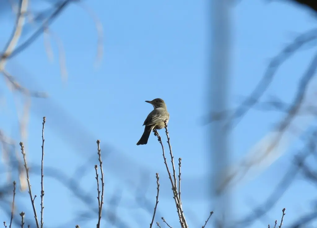 大鵙霸鹟(Agriornis lividus)