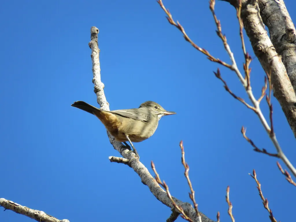 大鵙霸鹟(Agriornis lividus)