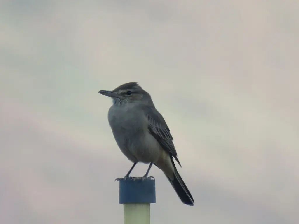 灰腹鵙霸鹟(Agriornis micropterus)