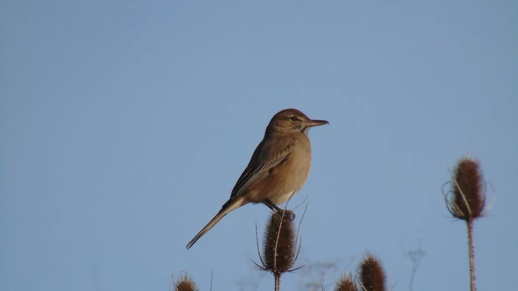 灰腹鵙霸鹟(Agriornis micropterus)