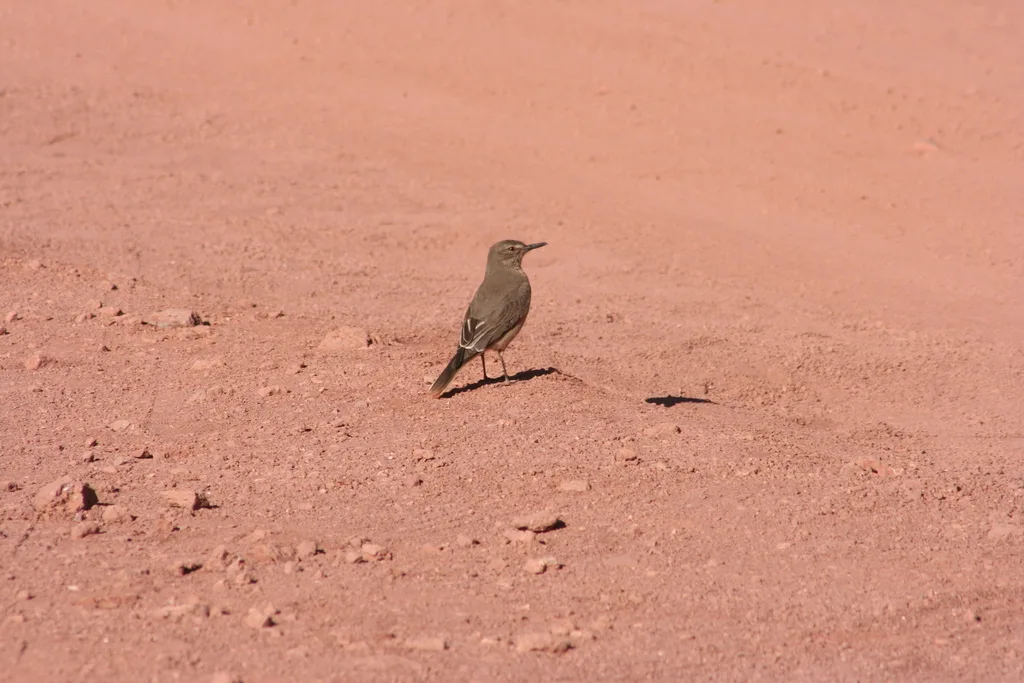 灰腹鵙霸鹟(Agriornis micropterus)