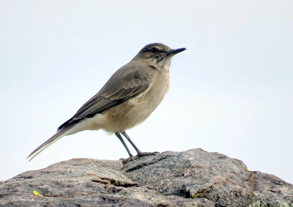 黑嘴鵙霸鹟(Agriornis montanus)