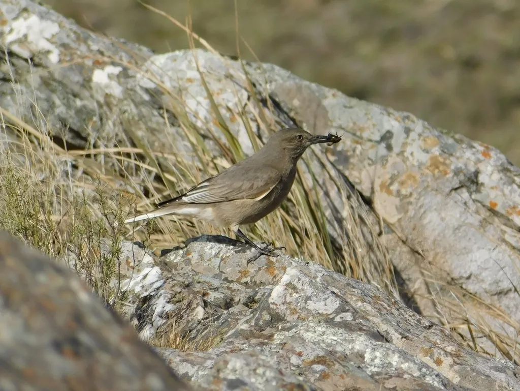 黑嘴鵙霸鹟(Agriornis montanus)