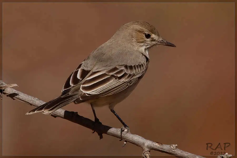 小鵙霸鹟(Agriornis murinus)