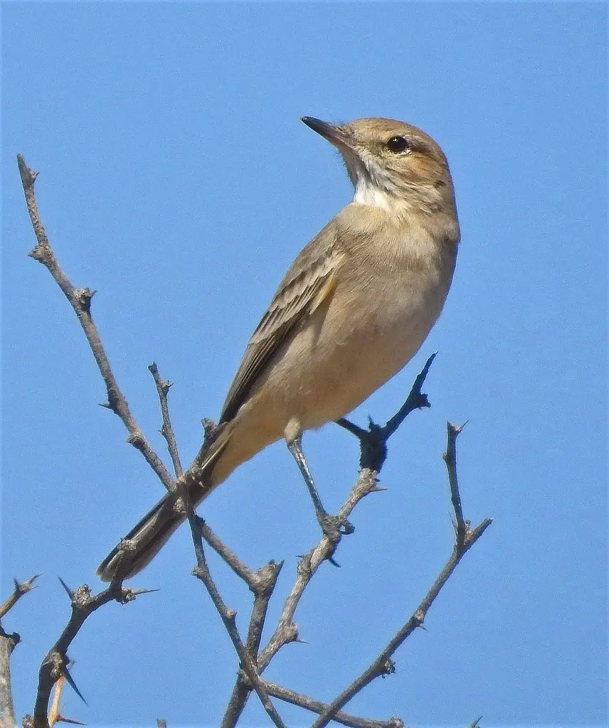 小鵙霸鹟(Agriornis murinus)