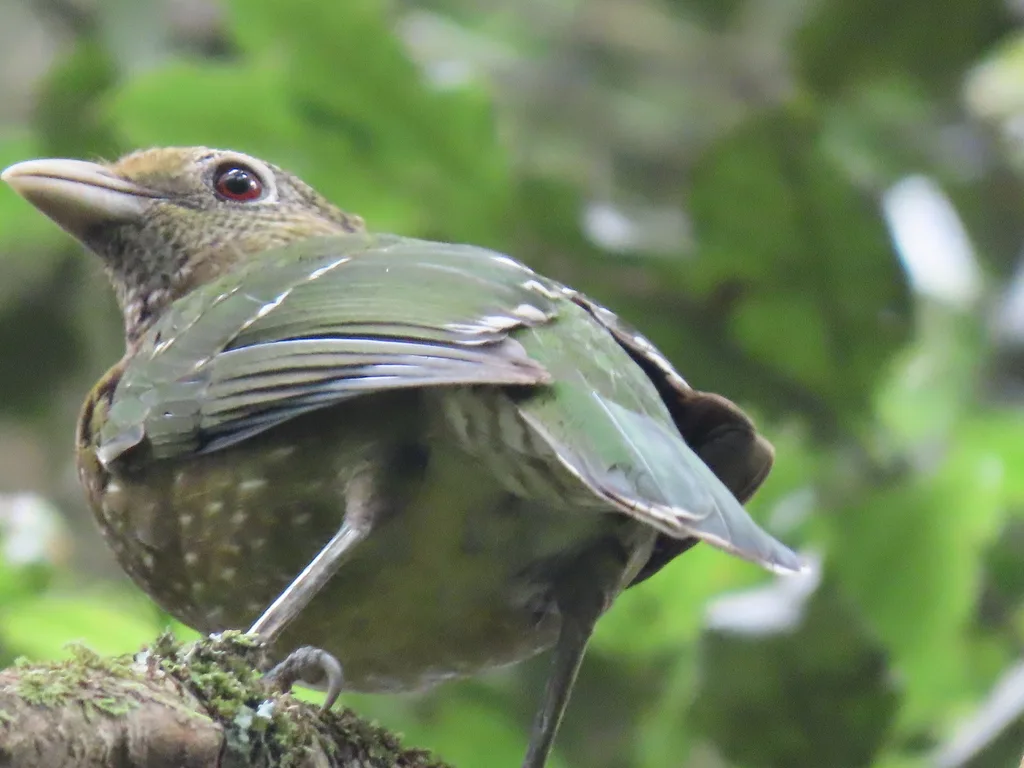 绿园丁鸟(Ailuroedus crassirostris)