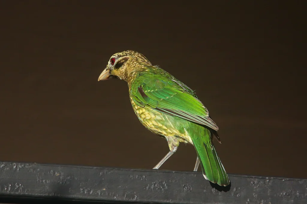 点斑园丁鸟(Ailuroedus maculosus)