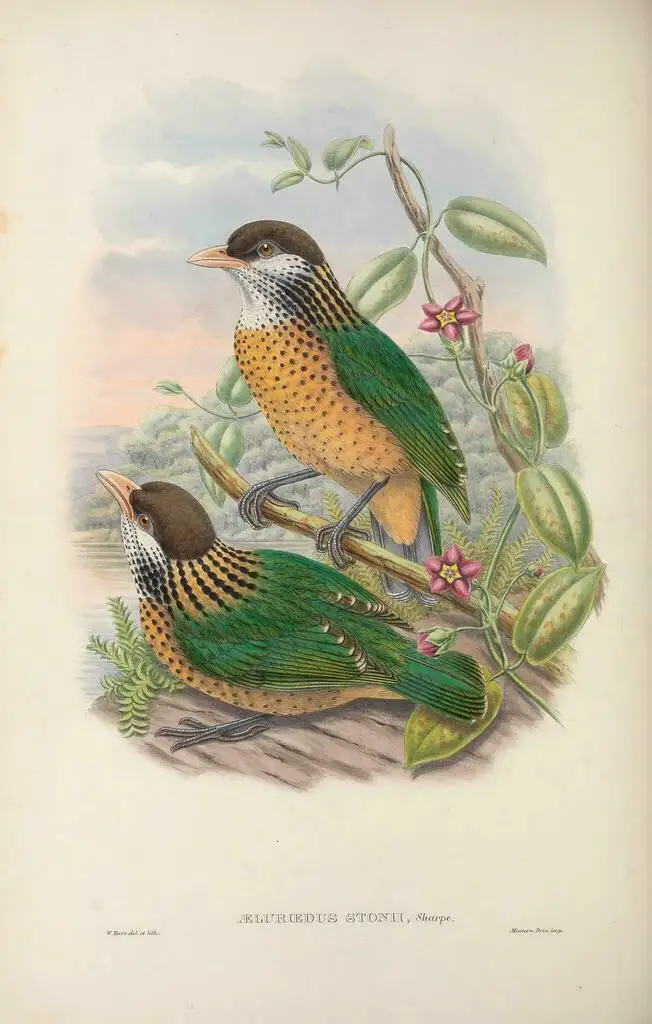 赭胸园丁鸟(Ailuroedus stonii)