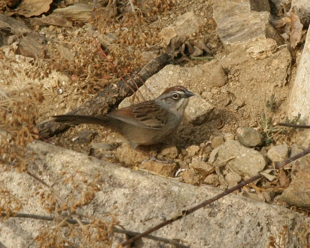 瓦哈猛雀鹀（Aimophila notosticta）