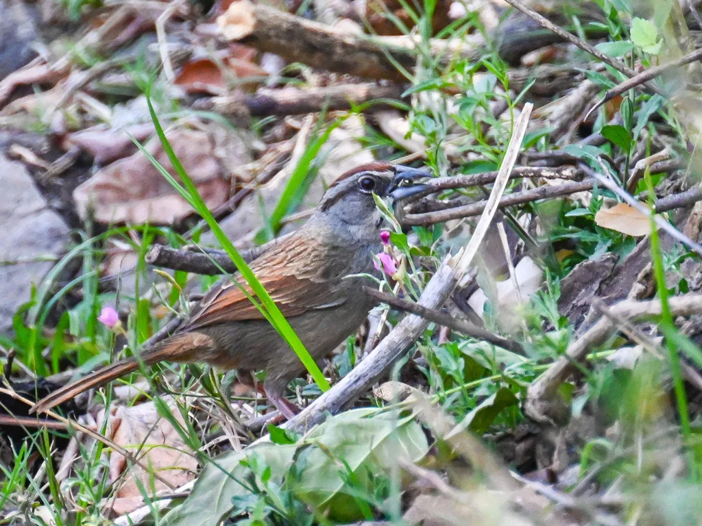 锈红猛雀鹀(Aimophila rufescens)