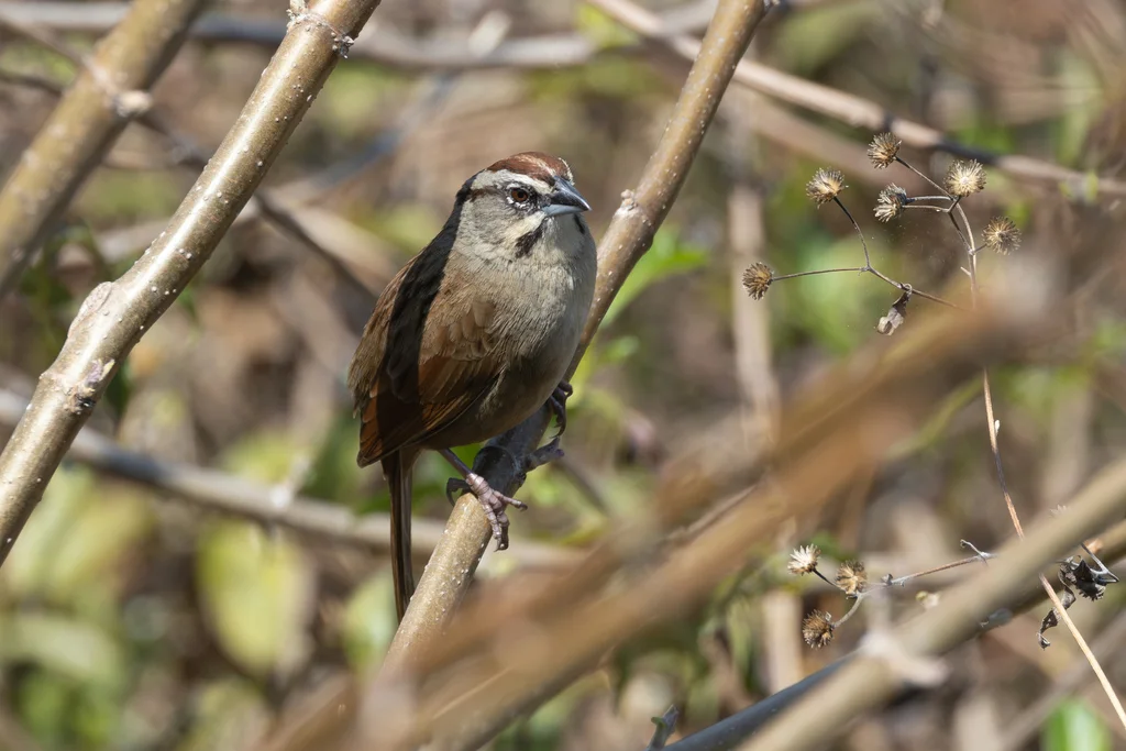 锈红猛雀鹀(Aimophila rufescens)