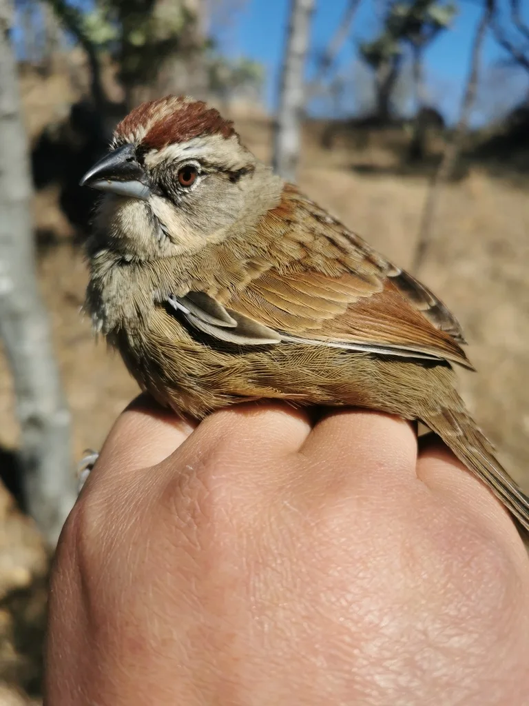 锈红猛雀鹀(Aimophila rufescens)