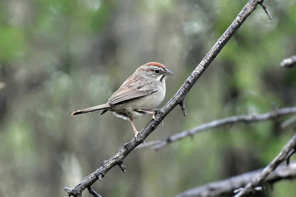 棕顶猛雀鹀(Aimophila ruficeps)