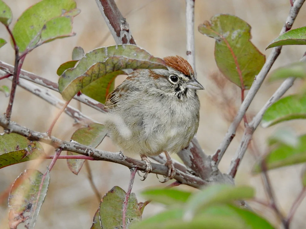 棕顶猛雀鹀(Aimophila ruficeps)