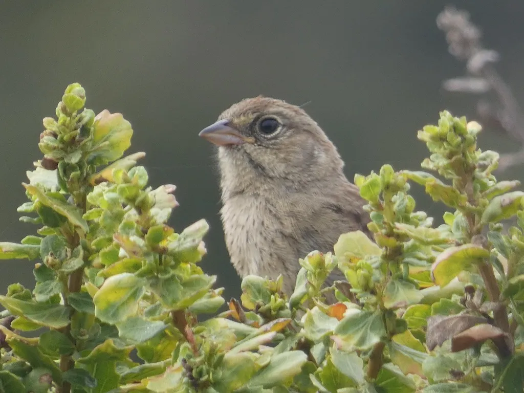 棕顶猛雀鹀(Aimophila ruficeps)