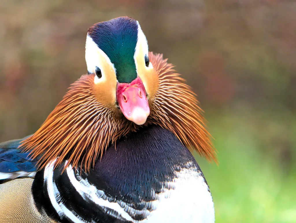 鸳鸯(Aix galericulata)