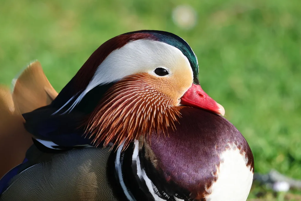 鸳鸯(Aix galericulata)
