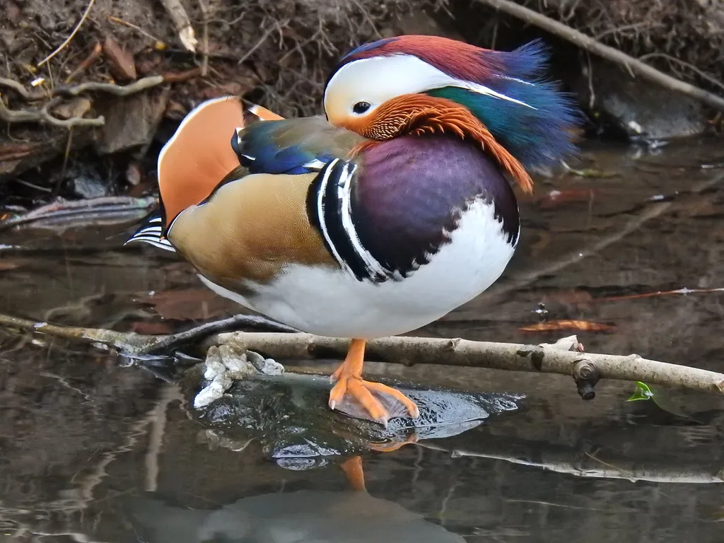 鸳鸯(Aix galericulata)