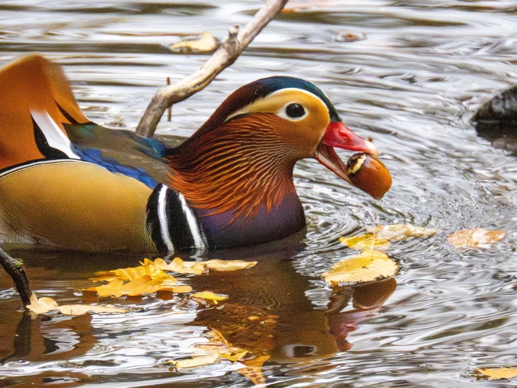 鸳鸯(Aix galericulata)