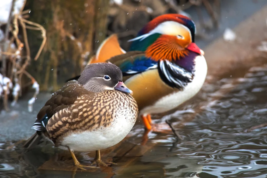 鸳鸯(Aix galericulata)