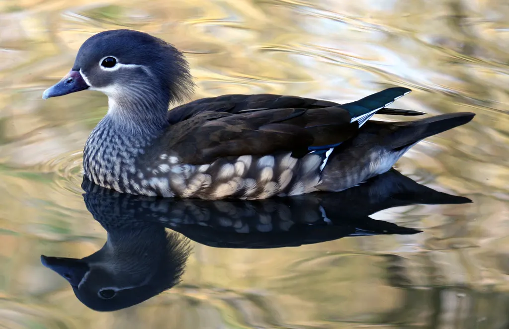 鸳鸯(Aix galericulata)