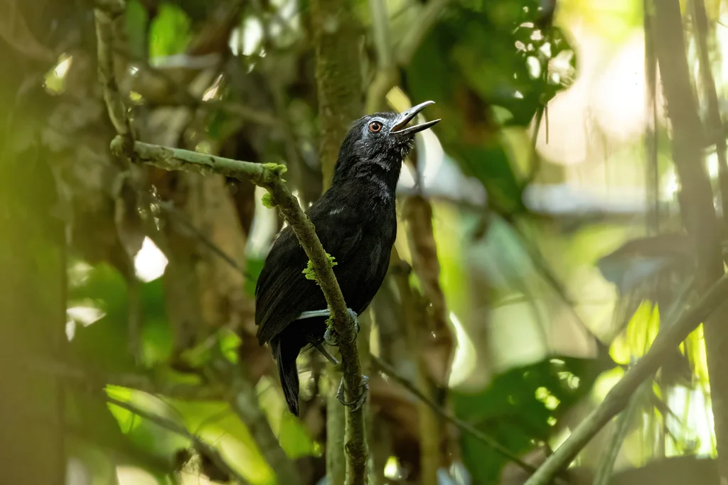白肩蚁鸟(Akletos melanoceps)