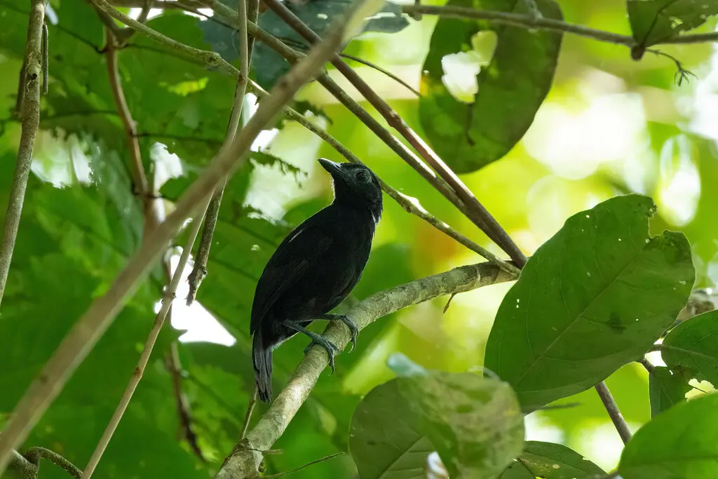 白肩蚁鸟(Akletos melanoceps)