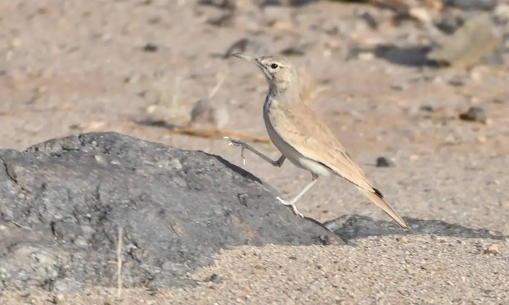 拟戴胜百灵(Alaemon alaudipes)