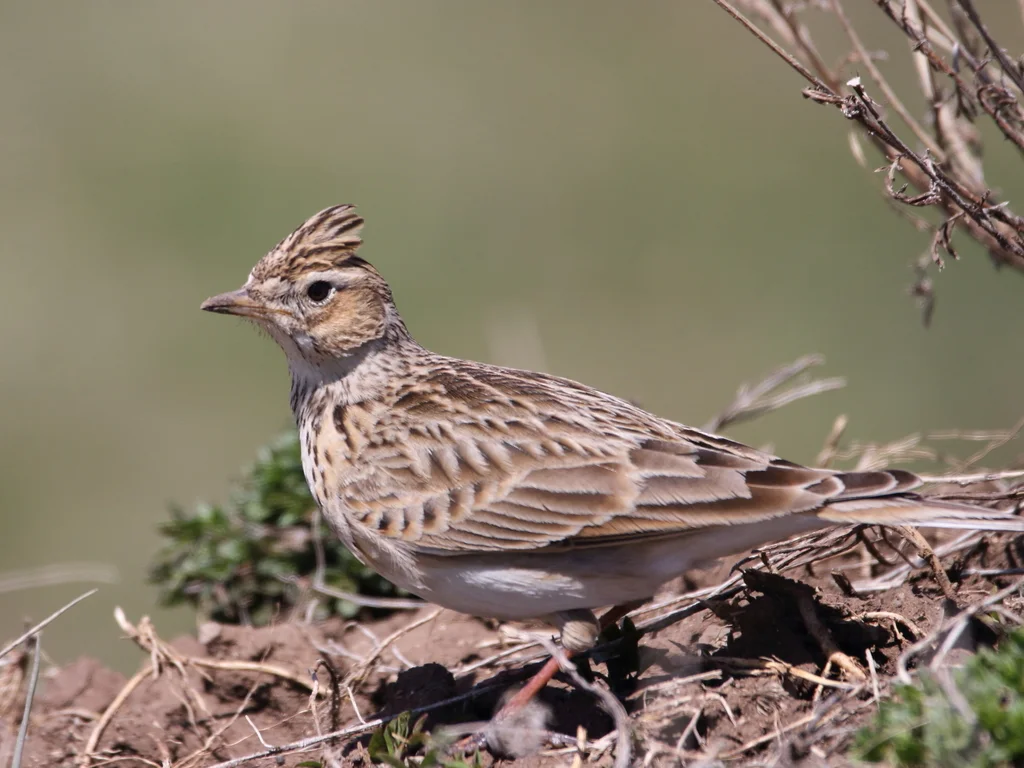 云雀(Alauda arvensis)