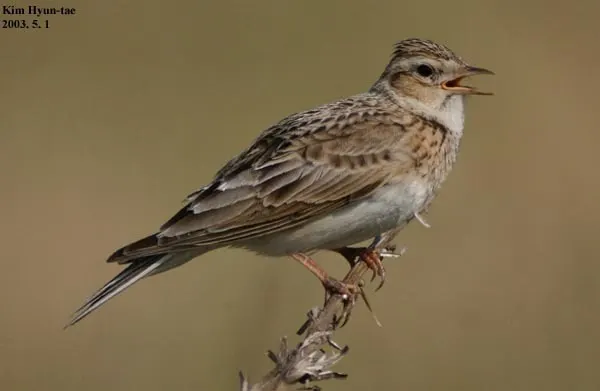 云雀(Alauda arvensis)