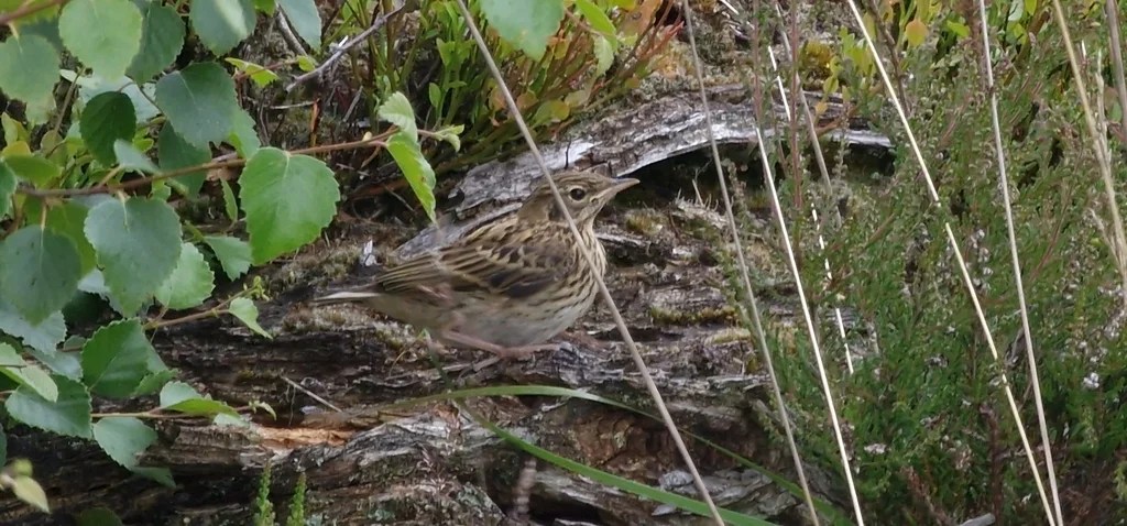 云雀(Alauda arvensis)
