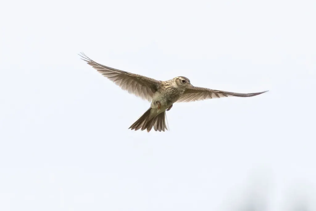 云雀(Alauda arvensis)