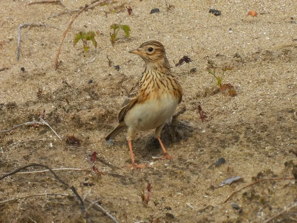 云雀(Alauda arvensis)