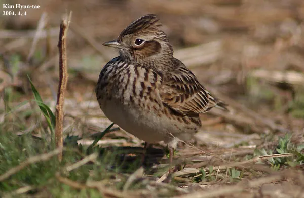 云雀(Alauda arvensis)