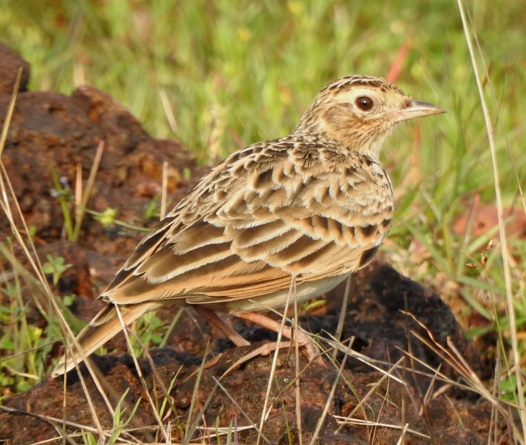 小云雀(Alauda gulgula)