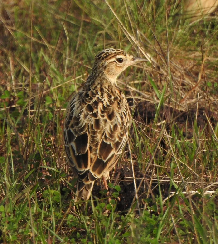 小云雀(Alauda gulgula)