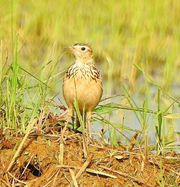 小云雀(Alauda gulgula)