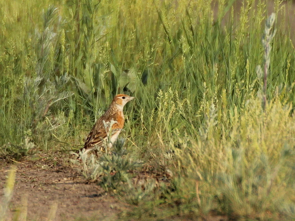 白翅云雀(Alauda leucoptera)