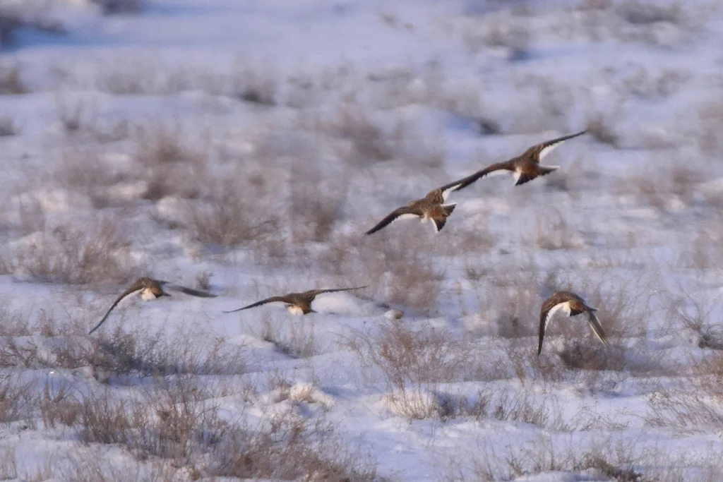 白翅云雀(Alauda leucoptera)