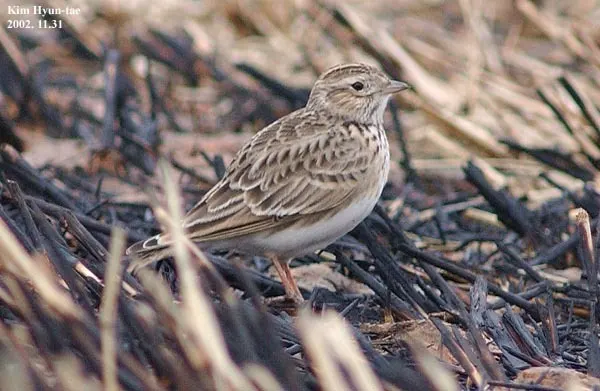 亚洲短趾百灵(Alaudala cheleensis)