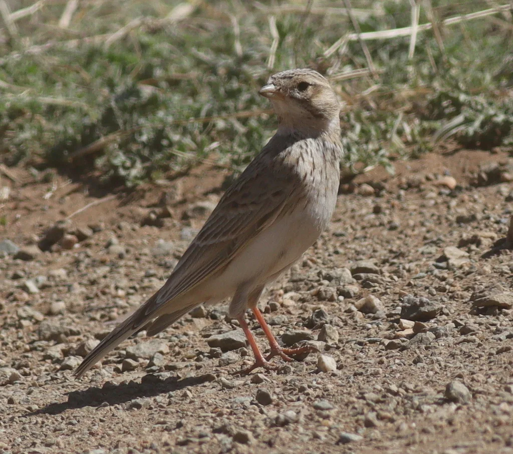 亚洲短趾百灵(Alaudala cheleensis)