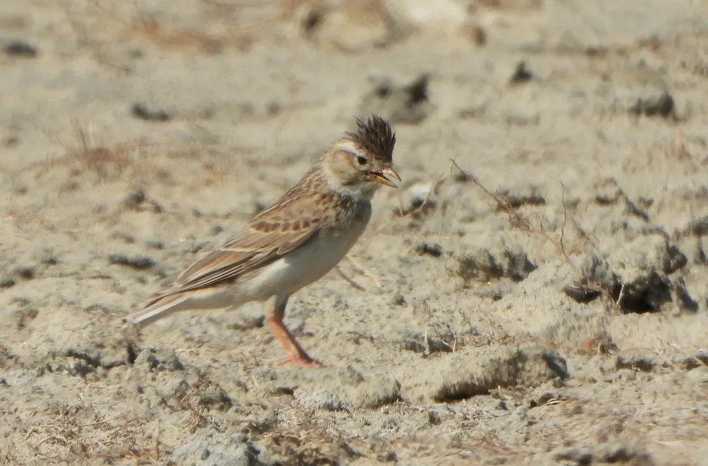 亚洲短趾百灵(Alaudala cheleensis)
