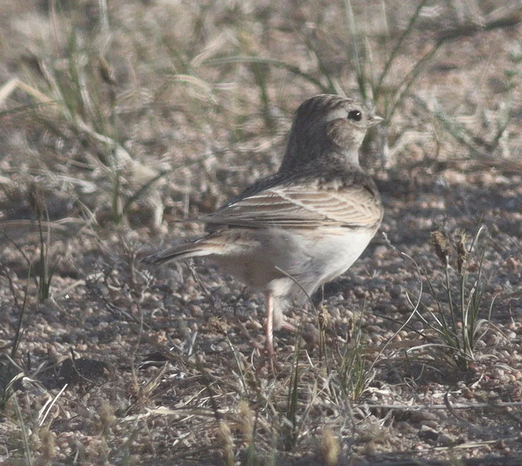 亚洲短趾百灵(Alaudala cheleensis)