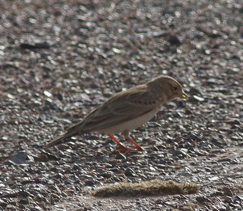 亚洲短趾百灵(Alaudala cheleensis)